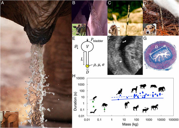 Nghiên cứu nụ hôn mãnh liệt đạt giải Ig Nobel 2015