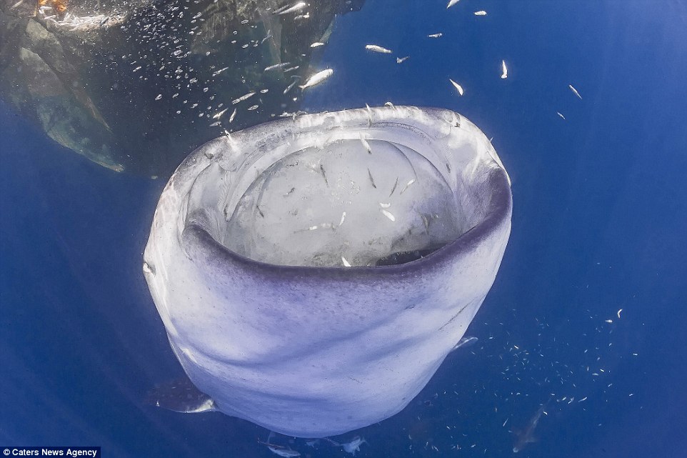Ngộ nghĩnh cá mập voi cười tít mắt trước camera