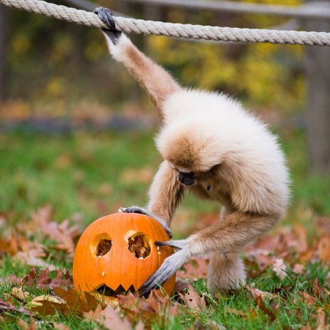 Ngộ nghĩnh động vật chơi Halloween