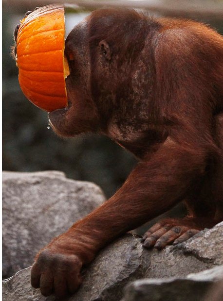 Ngộ nghĩnh động vật chơi Halloween