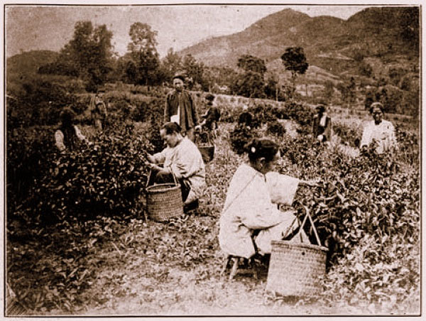Ngược dòng lịch sử tìm hiểu về nguồn gốc của trà