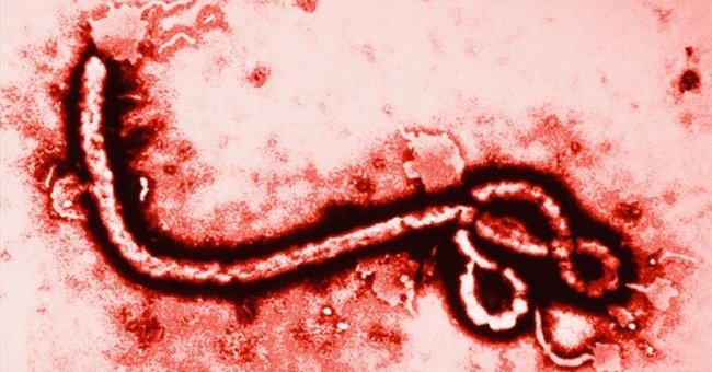 Người bệnh Ebola chưa hề khỏi, virus Ebola đã đánh lừa tất cả chúng ta