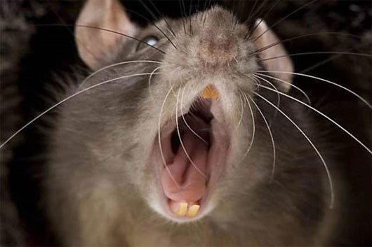 Người dân Anh hốt hoảng vì chuột khổng lồ hoành hành
