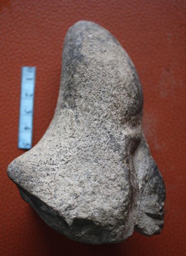Người dân ở Kiên Giang sở hữu ba mẫu hóa thạch niên đại hàng triệu năm