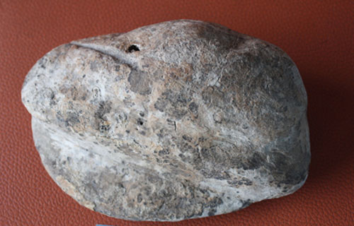 Người dân ở Kiên Giang sở hữu ba mẫu hóa thạch niên đại hàng triệu năm