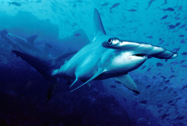 Nguy cơ đe dọa loài cá mập mới