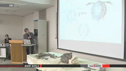 Nhật Bản phát hiện rùa hóa thạch 70 triệu tuổi