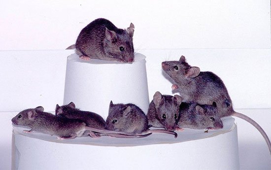 Nhật: Nhân bản 1 con chuột ra gần 600 con