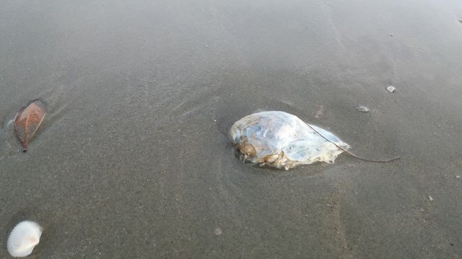 Nhiều vật thể lạ hình trứng xuất hiện ở bãi biển Trà Cổ