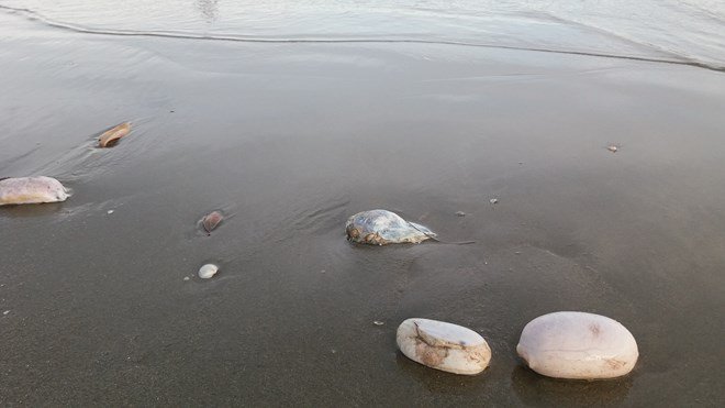 Nhiều vật thể lạ hình trứng xuất hiện ở bãi biển Trà Cổ