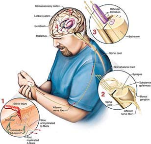 Nhìn nhận mới về cách não bộ định vị cơn đau