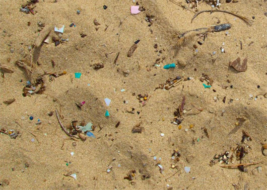 Nhựa gây độc hại đến hệ sinh thái biển