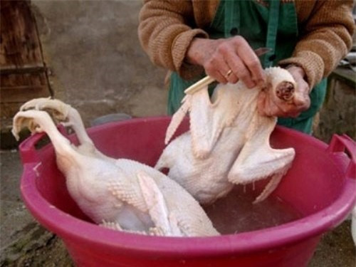 Nhựa thông nhổ lông gà, vịt “siêu nhanh” có độc hại?