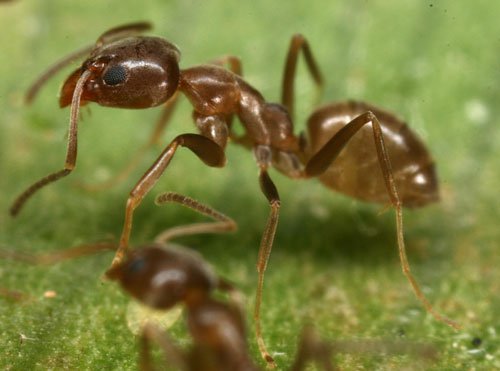 Những bí ẩn về loài kiến Argentina hung hãn