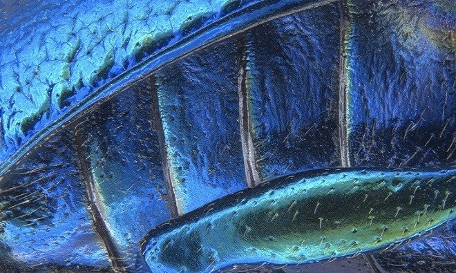 Những bức ảnh chụp dưới kính hiển vi đẹp nhất thế giới