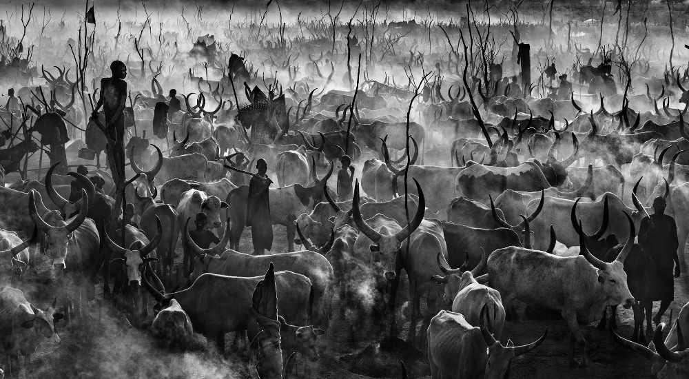Những bức ảnh đen trắng tuyệt đẹp về thế giới động vật hoang dã