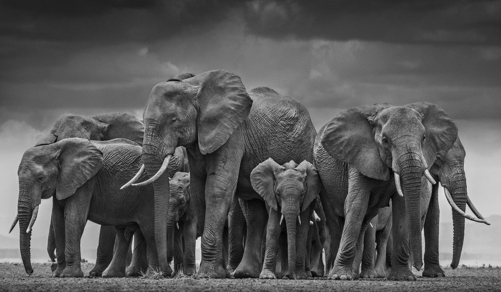 Những bức ảnh đen trắng tuyệt đẹp về thế giới động vật hoang dã