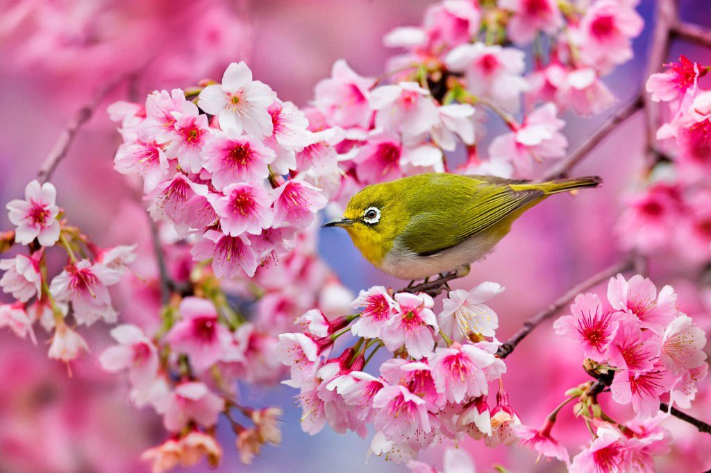 Hoa anh đào Nhật Bản là một loài hoa được yêu thích nhất của đất nước này. Sắc hồng nhẹ nhàng và mùi thơm dịu ngọt khiến ai cũng phải say mê. Xem bức ảnh này để thưởng thức vẻ đẹp của loài hoa này và để bị cuốn vào đất nước hoa anh đào xinh đẹp.