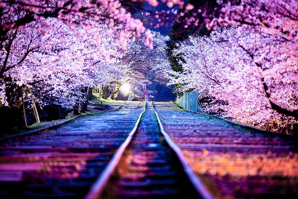 Những bức ảnh hoa anh đào khiến bạn muốn tới Nhật Bản ngay lập tức