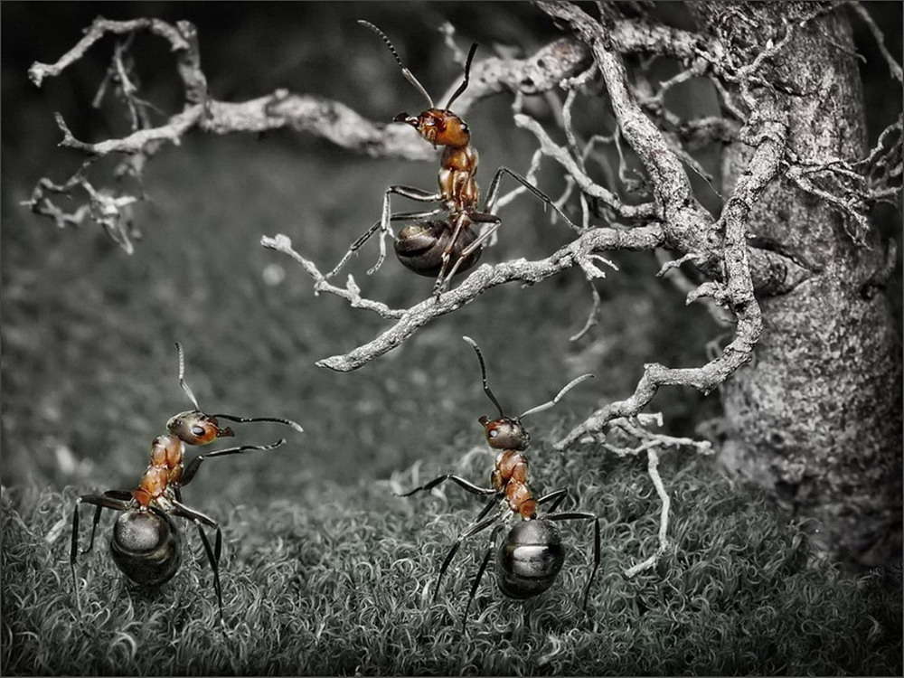 Những bức ảnh kiệt tác về loài kiến khiến bạn kinh ngạc