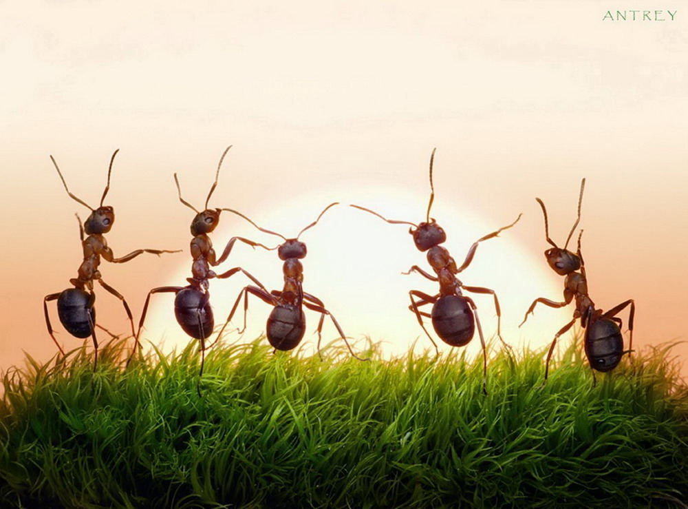 Những bức ảnh kiệt tác về loài kiến khiến bạn kinh ngạc