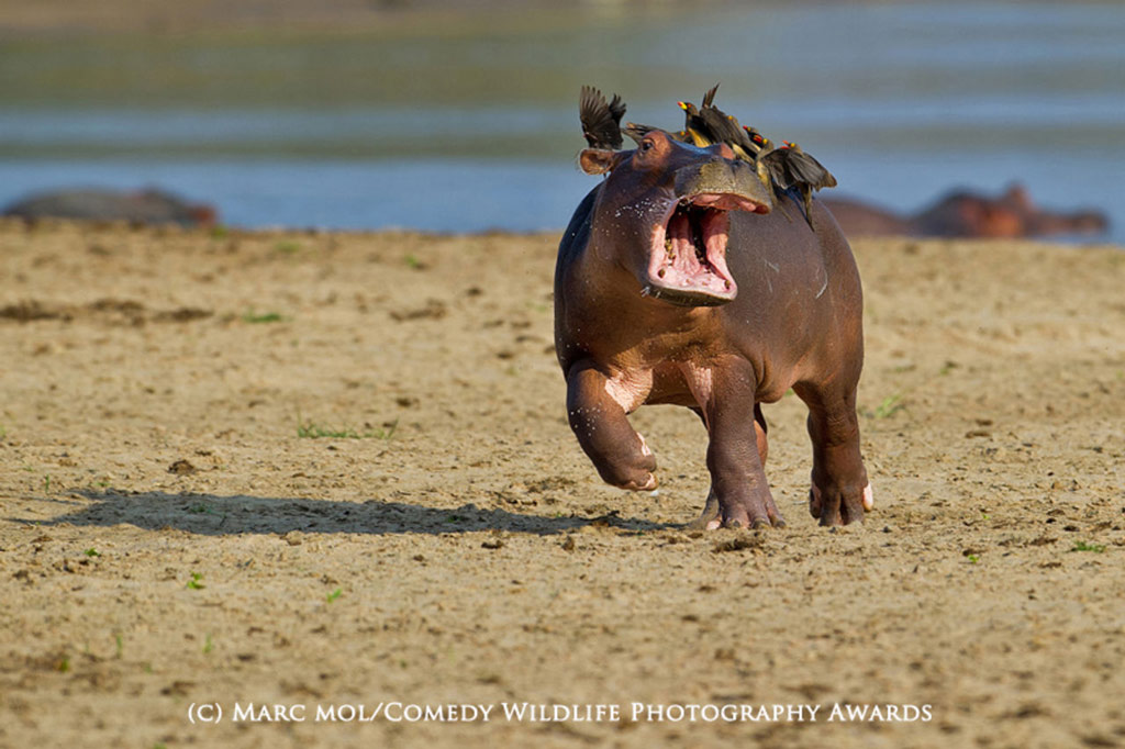 Những bức ảnh thắng giải Comedy Wildlife Photography của năm 2015