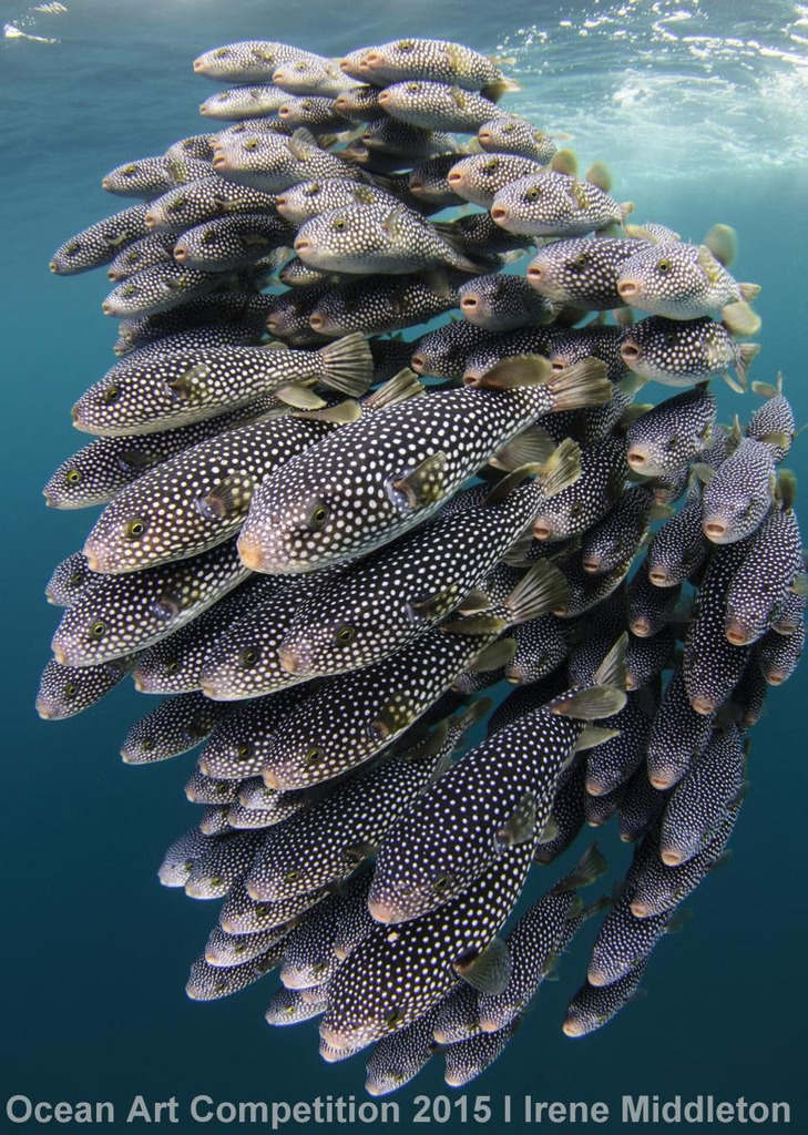 Những bức ảnh tuyệt vời về cuộc sống dưới lòng đại dương