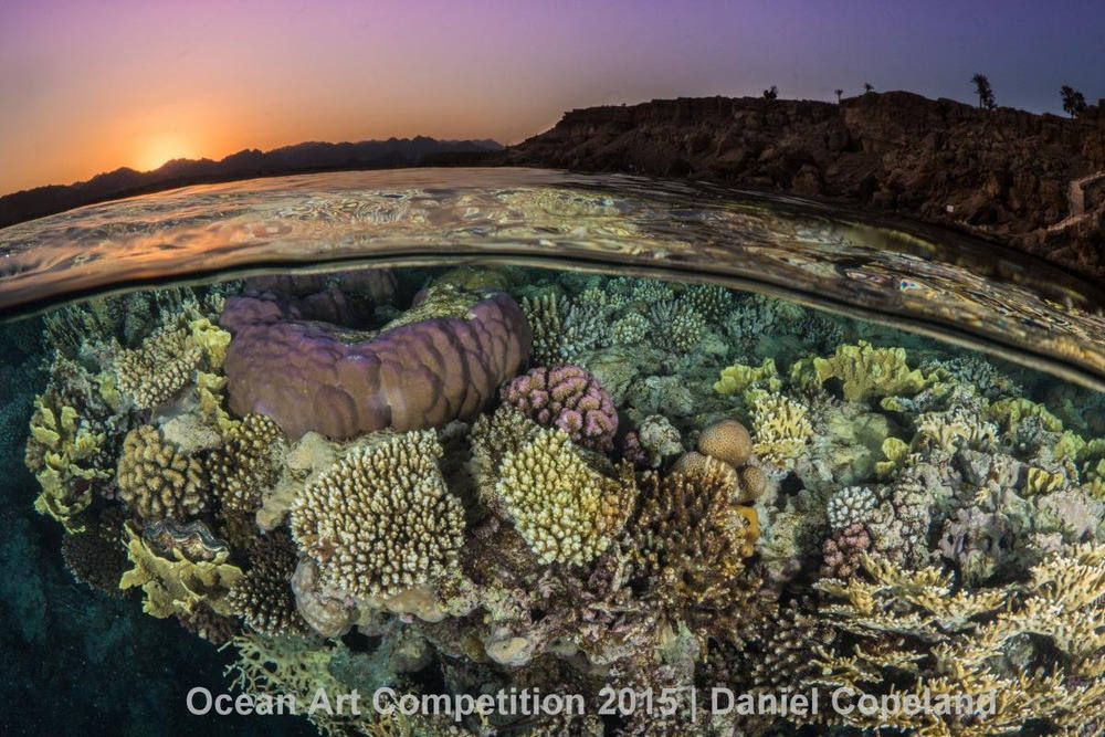 Những bức ảnh tuyệt vời về cuộc sống dưới lòng đại dương