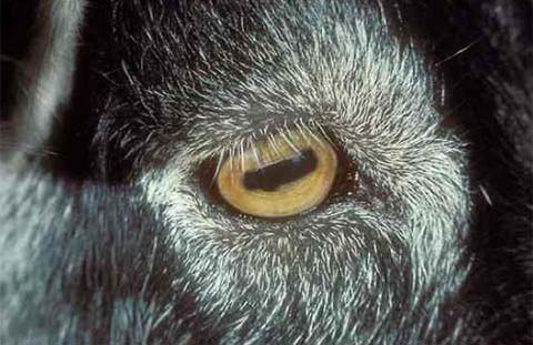 Những cặp mắt dị thường của động vật (II)
