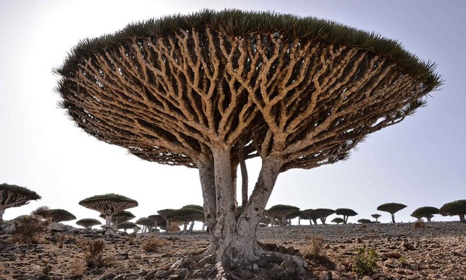 Những cây cổ thụ có hình dáng độc và lạ trên khắp thế giới
