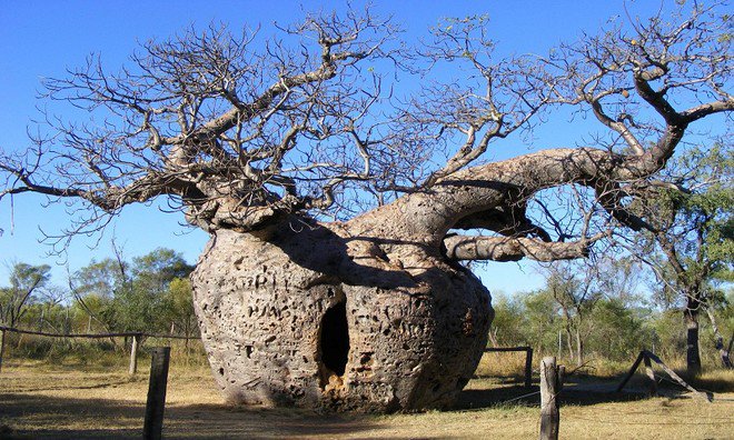 Những cây cổ thụ có hình dáng độc và lạ trên khắp thế giới