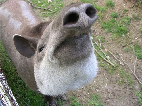 Những chiếc mũi kỳ lạ trong thế giới động vật