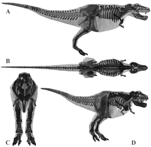 Những con khủng long gầy hay béo như thế nào?