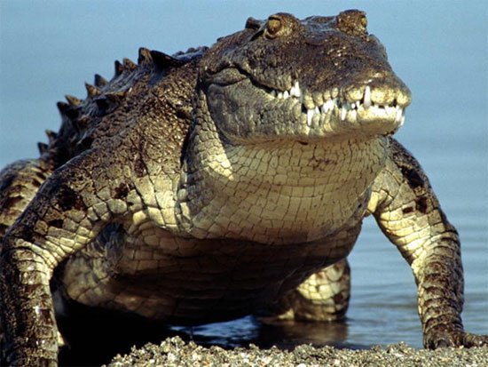 Những điều thú vị về loài cá sấu