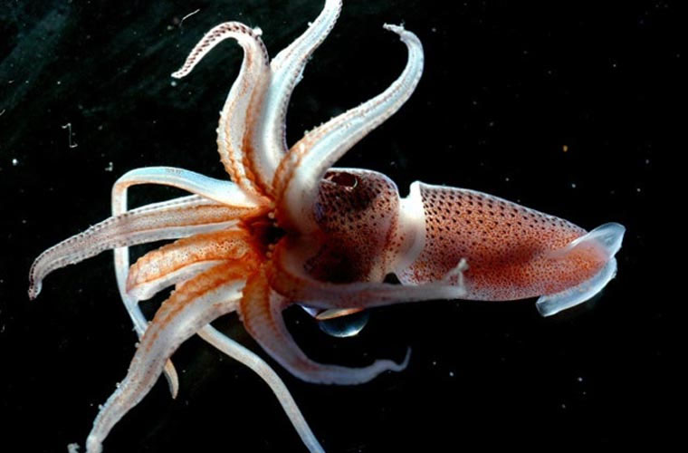 Những động vật biển lạ đến không tưởng