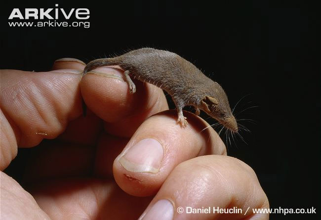 Những động vật có xương sống nhỏ nhất thế giới