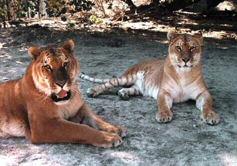 Những đứa con lai giữa hổ và sư tử