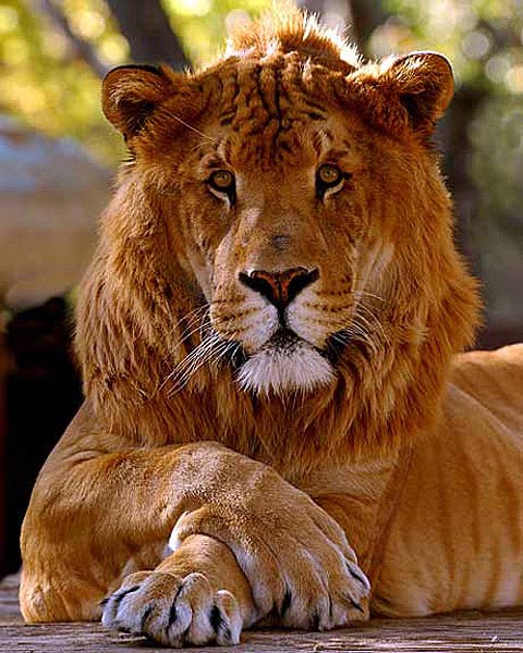 Những đứa con lai giữa hổ và sư tử
