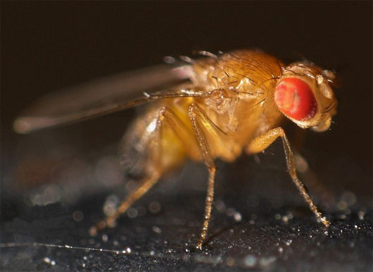 Những khám phá bất ngờ về loài ruồi giấm nhỏ bé
