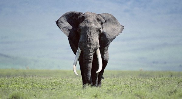 Những khám phá cực hay ho về loài voi khổng lồ