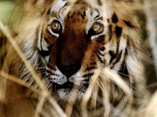 Những khoảnh khắc đáng yêu của hổ Bengal