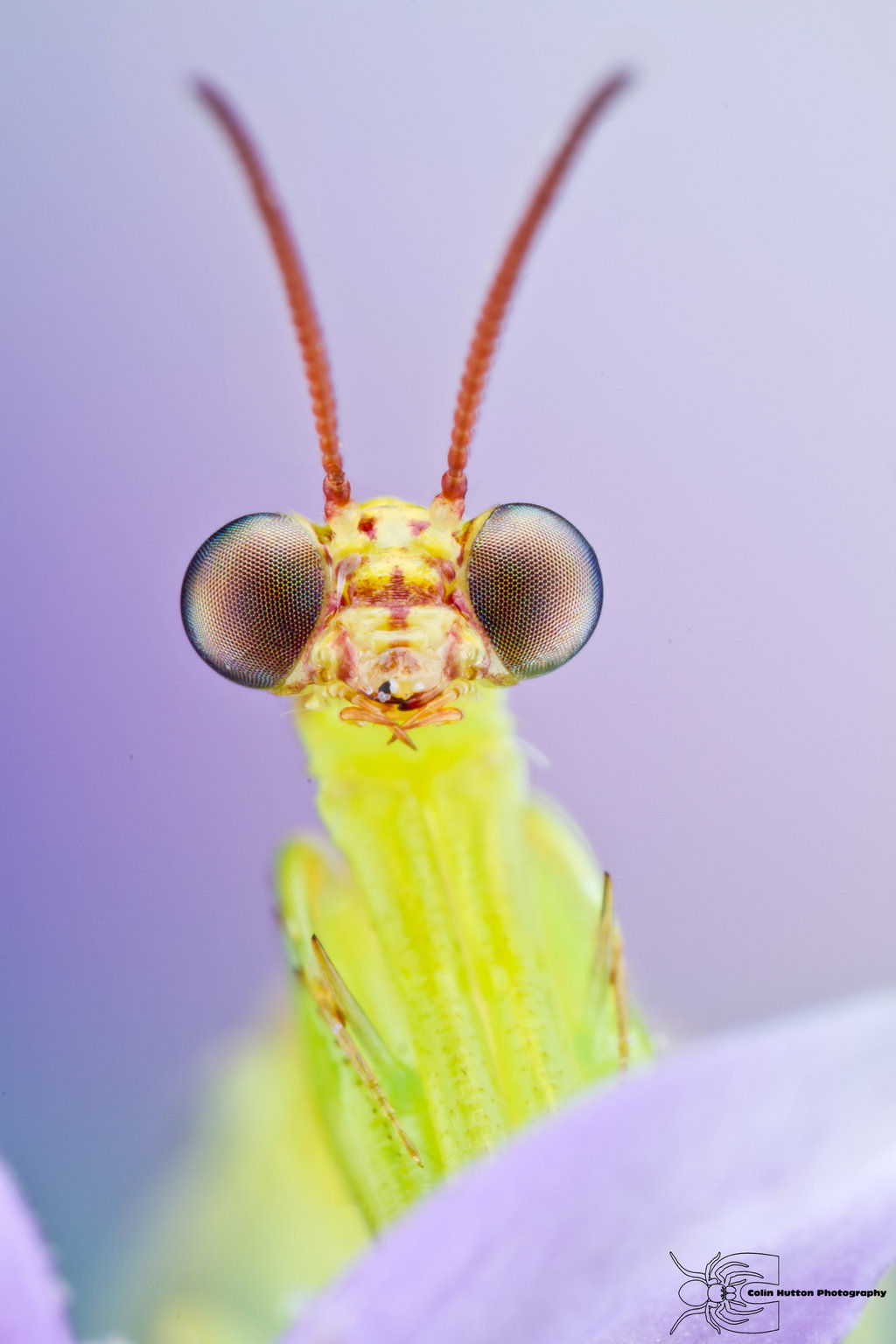 Những khuôn mặt côn trùng làm kinh ngạc của Colin Hutton