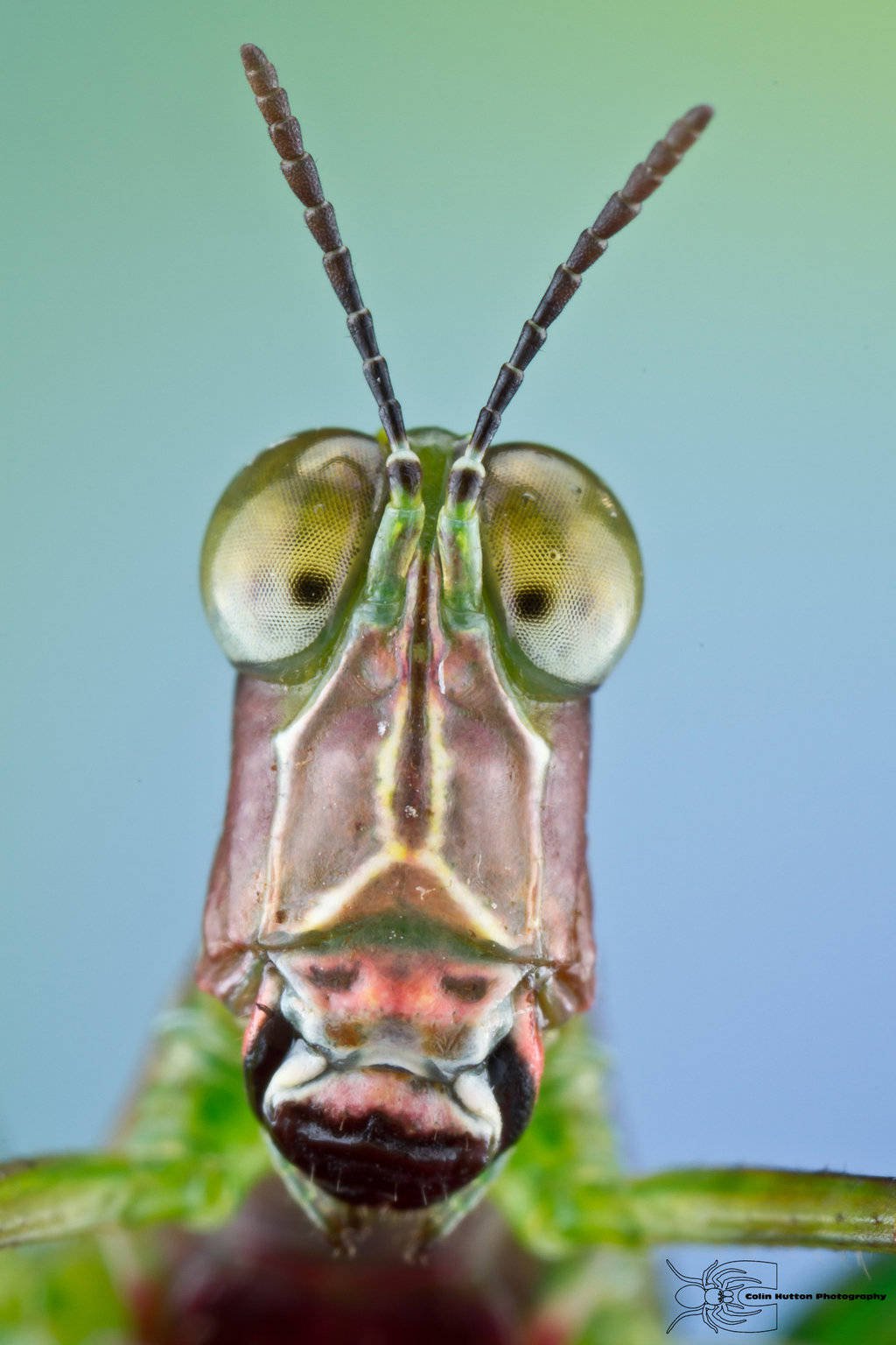 Những khuôn mặt côn trùng làm kinh ngạc của Colin Hutton