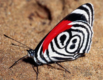 Những loài bướm xinh đẹp
