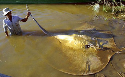 Những loài cá khổng lồ của sông Mekong