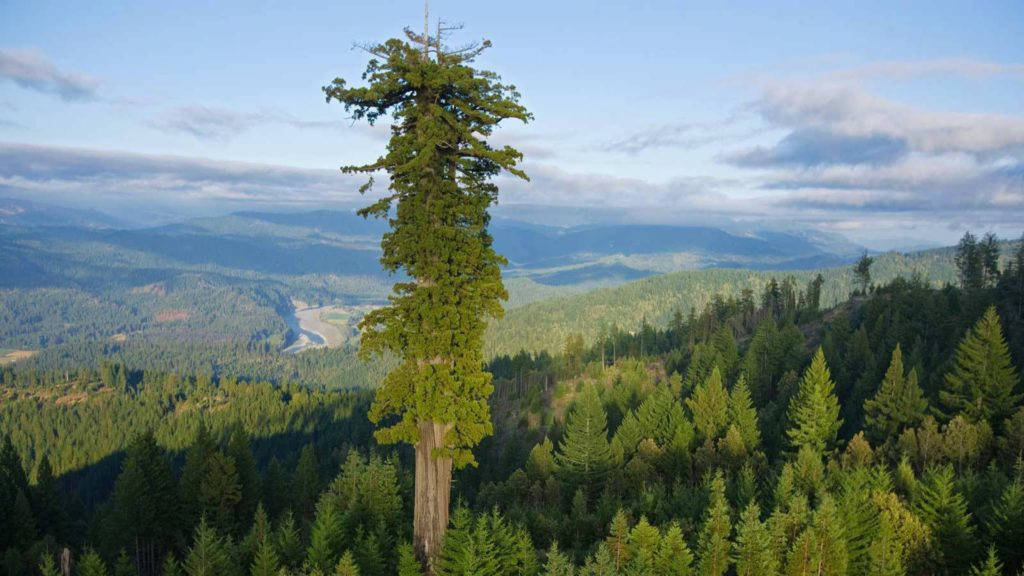Những loài cây cao nhất thế giới đang bị đe dọa