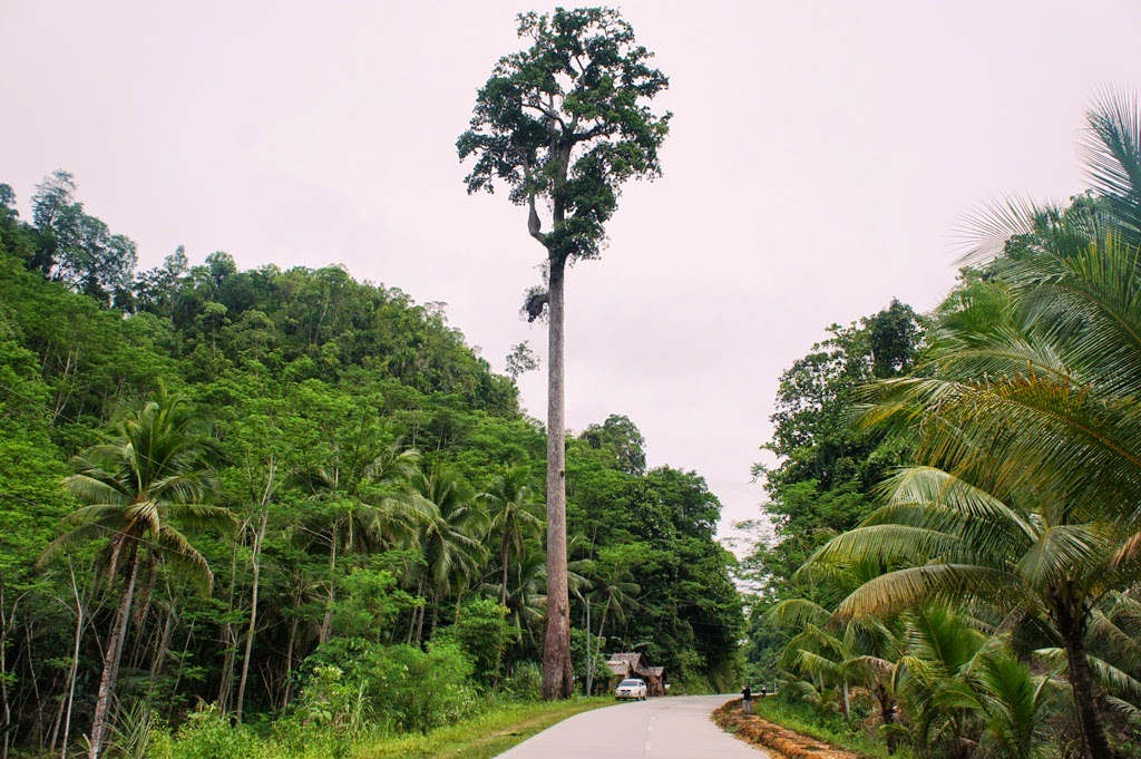 Những loài cây cao nhất thế giới đang bị đe dọa