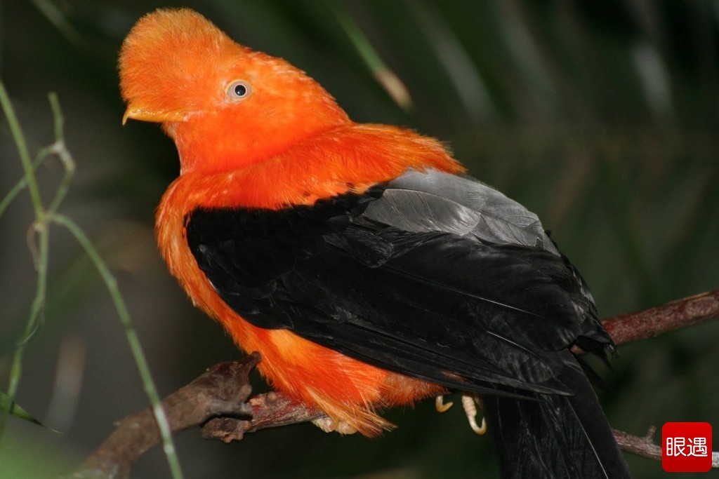 Những loài chim có vẻ ngoài lạ lùng nhất thế giới