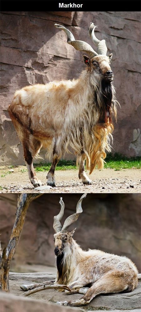 Những loài động vật kỳ lạ nhất trên thế giới