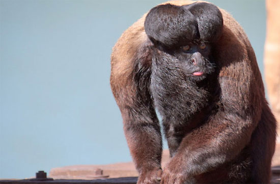Những loài khỉ có bộ mặt ngộ nghĩnh nhất